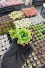 Haworthia cymbiformis