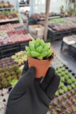 Haworthia cymbiformis - Görsel 2