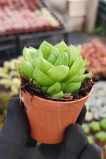 Haworthia cymbiformis - Görsel 3