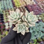 Graptopetalum Bernalense Sukulent