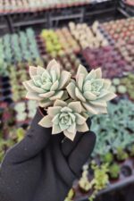 Graptopetalum Bernalense Sukulent