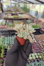 Graptopetalum Bernalense Sukulent - Görsel 2