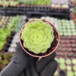 Aeonium Tabuliforme