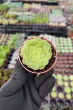 Aeonium Tabuliforme