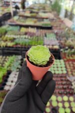 Aeonium Tabuliforme - Görsel 2