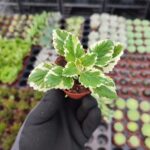 Plectranthus forsteri variegata (Kokulu Bitki)