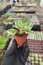 Plectranthus forsteri variegata (Kokulu Bitki) - Görsel 2