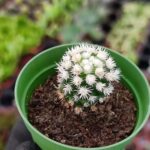 Mammillaria Gracilis ( Kar Topu Kaktüs )