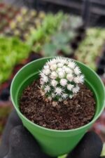 Mammillaria Gracilis ( Kar Topu Kaktüs )