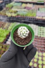 Mammillaria Gracilis ( Kar Topu Kaktüs ) - Görsel 2