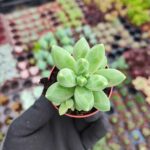 Pachyphytum Compactum Sukulent