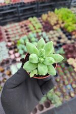 Pachyphytum Compactum Sukulent