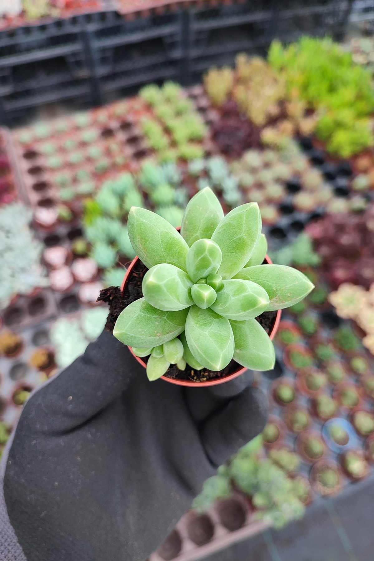 IMG_20260824_165710 Pachyphytum Compactum Sukulent - Görsel 1