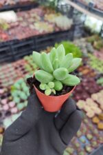 Pachyphytum Compactum Sukulent - Görsel 2
