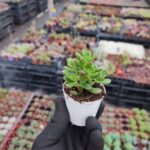 Sedum Joyce