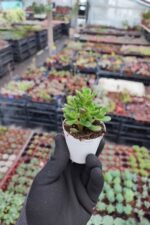 Sedum Joyce