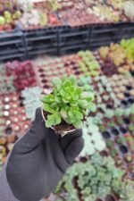 Sedum Joyce - Görsel 2