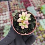 Anacampseros Telephiastrum Sunrise