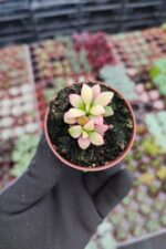 Anacampseros Telephiastrum Sunrise