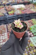 Anacampseros Telephiastrum Sunrise - Görsel 2