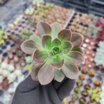 Echeveria Melaco
