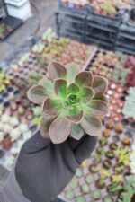 Echeveria Melaco