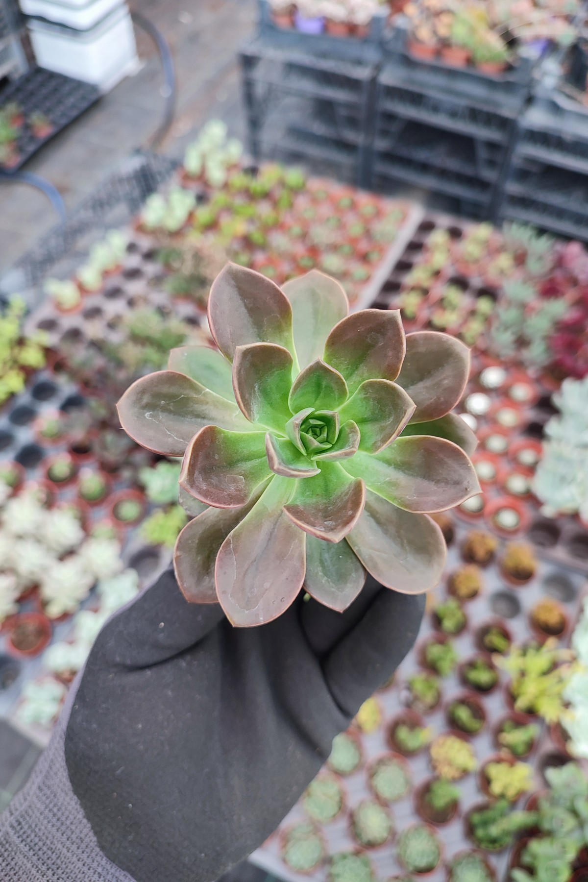 IMG_20260824_165949 Echeveria Melaco - Görsel 1