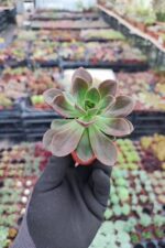 Echeveria Melaco - Görsel 2