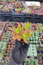 Crassula Capitella Campfire Sukulent (Kamp Ateşi) - Görsel 2