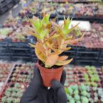 Crassula Capitella Campfire Sukulent (Kamp Ateşi)