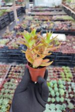 Crassula Capitella Campfire Sukulent (Kamp Ateşi)