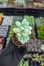 Sedum treleasei - Görsel 2