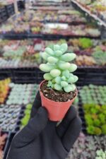 Sedum treleasei