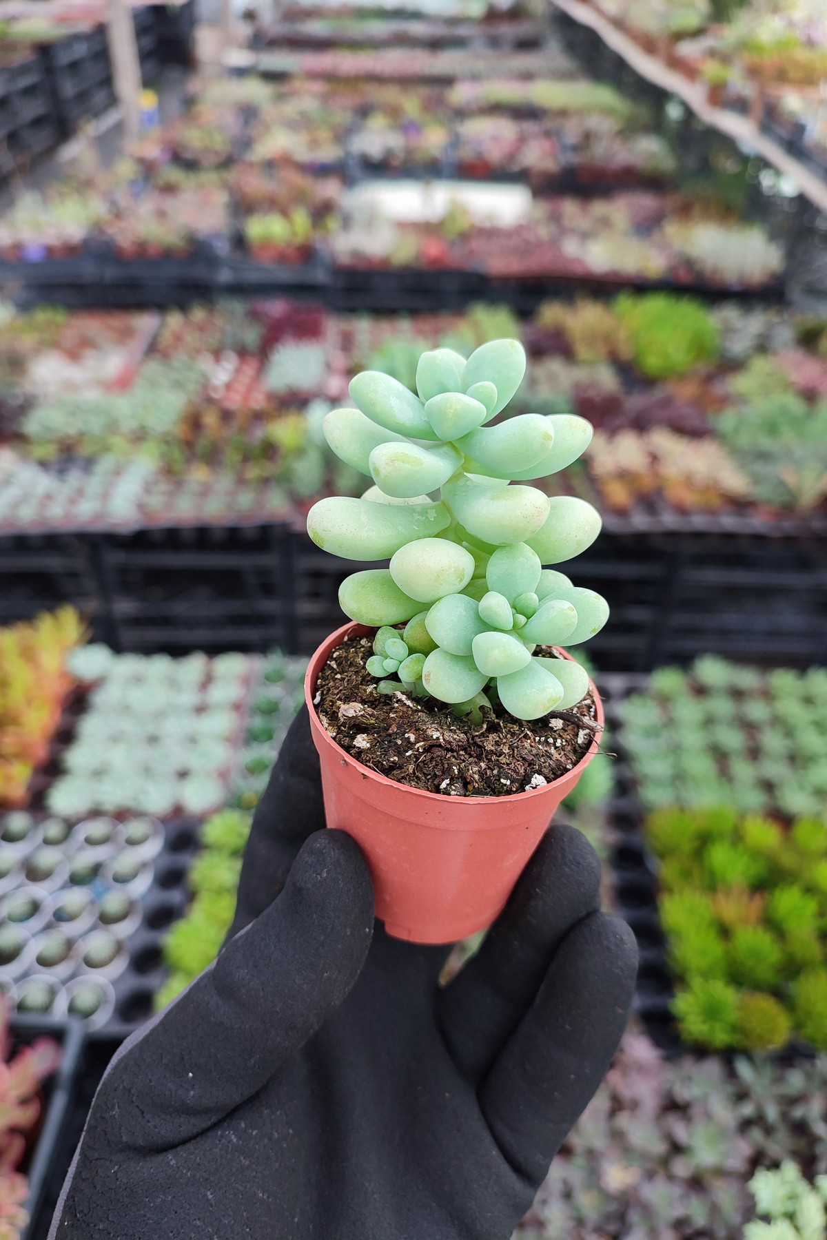 IMG_20260824_170631 Sedum treleasei - Görsel 1