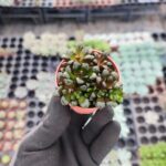 Anacampseros Rubra Sukulent