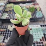 Cotyledon ladismithiensis (Ayı Pençesi)