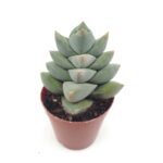 Crassula moonglow - 5.5 Cm Saksı