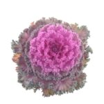 Brassica oleracea l. var. acephala