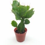 Brasiliopuntia brasiliensis Kaktüs