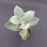 Kalanchoe bracteata