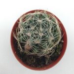 Mammillaria longimamma