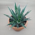 Agave Filifera