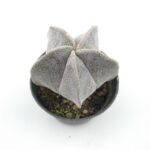 Astrophytum myriostigma - 7 Cm Saksı