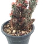 Cereus Repandus var. monstrosus blue - 15 Cm Saksı