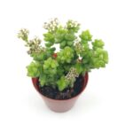 Crassula Marnieriana Sukulent