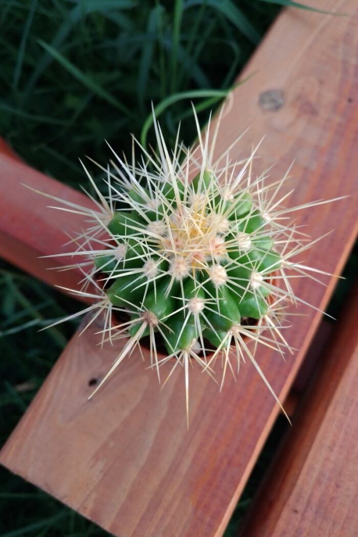Echinocactus-Grusoni-Altin-Fici-Kaktus-P000111-1