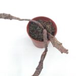 Euphorbia platyclada cv. - 5.5 Cm Saksı