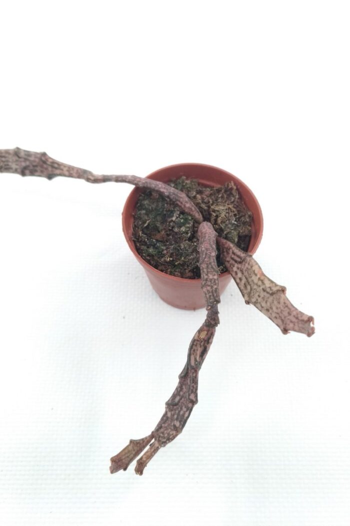 Euphorbia-Platyclada-Cv-5-5-Cm-Saksi-Prd00003150-0