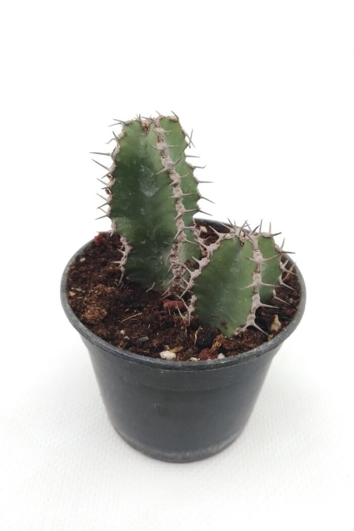 Euphorbia-Polyacantha-Kaktus-8-5-Cm-Saksi-Prd00008660-0