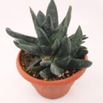 Gasteria Nigricans Sukulent